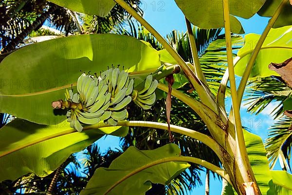 Banana tree on banana tree