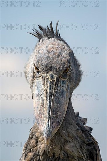 Shoebill