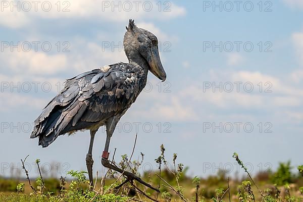 Shoebill