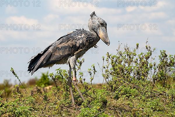 Shoebill