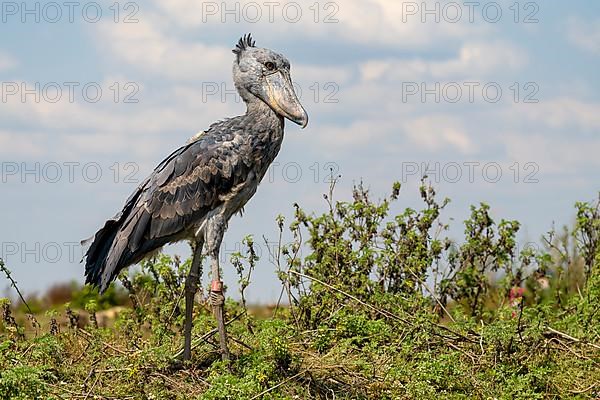 Shoebill