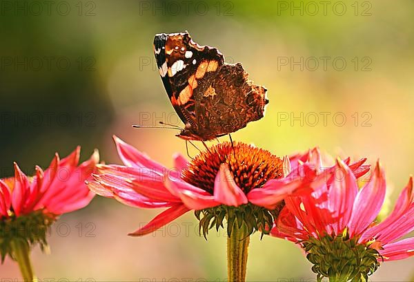 Red admiral