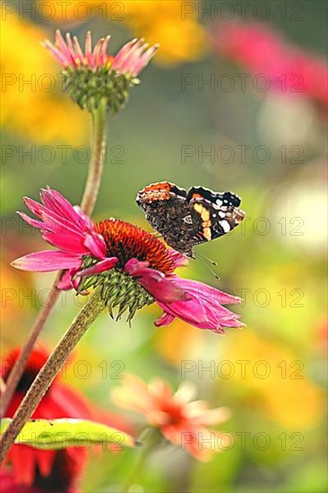 Red admiral