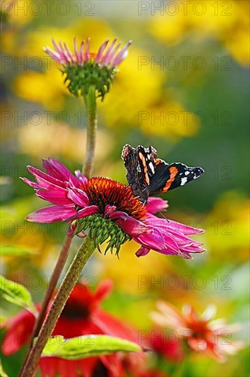 Red admiral