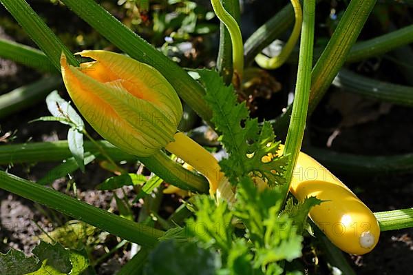 Yellow courgette with courgette flower