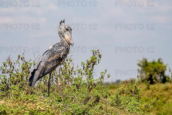 Shoebill