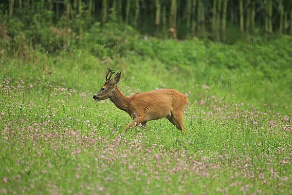 European roe deer