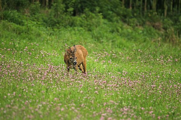 European roe deer