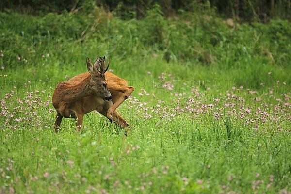 European roe deer