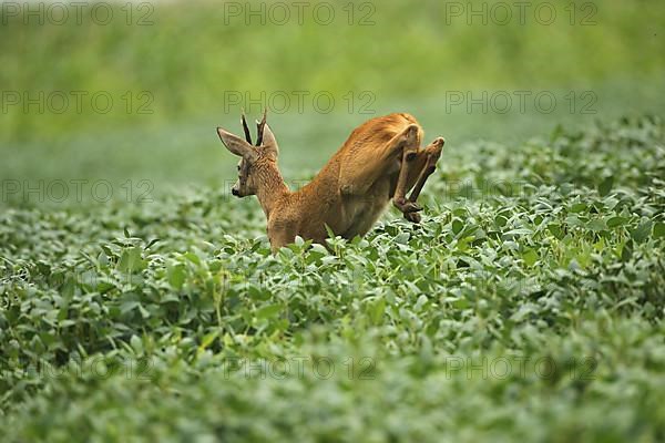 European roe deer