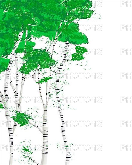 Silver birch trees over white background with copy space