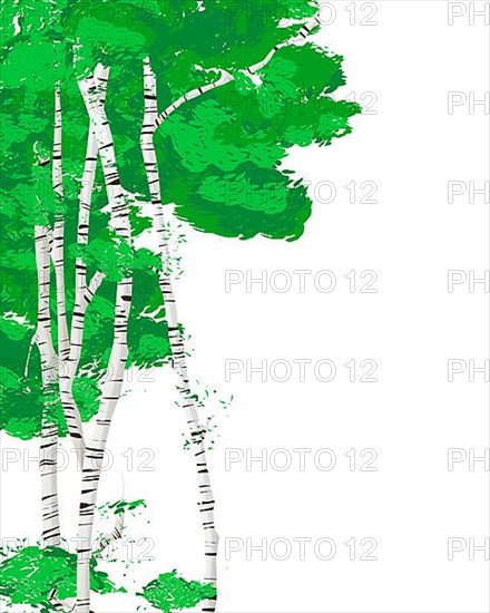 Vector template card with silver birch trees over white background with copy space