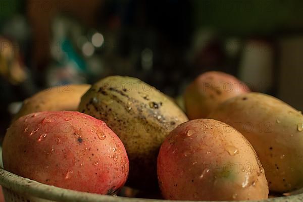 Fresh washed mangoes put in a bowl in the kitchen