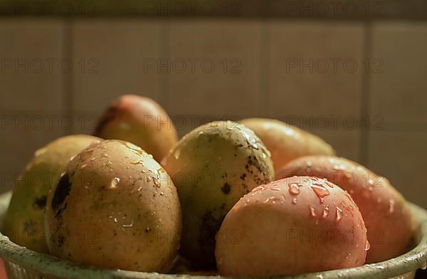 Ripe mangoes with water drops on bowl