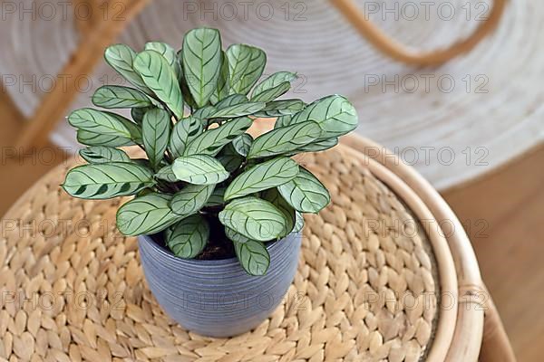 Tropical 'Ctenanthe Burle Marxii Amagris' houseplant with dark green vein stripe pattern in flower pot on table