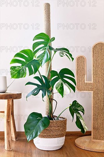 Tropical 'Monstera Deliciosa Variegata' houseplant with white spots on in basket flower pot