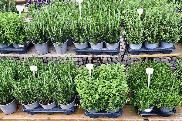 Various potted herbs like oregano