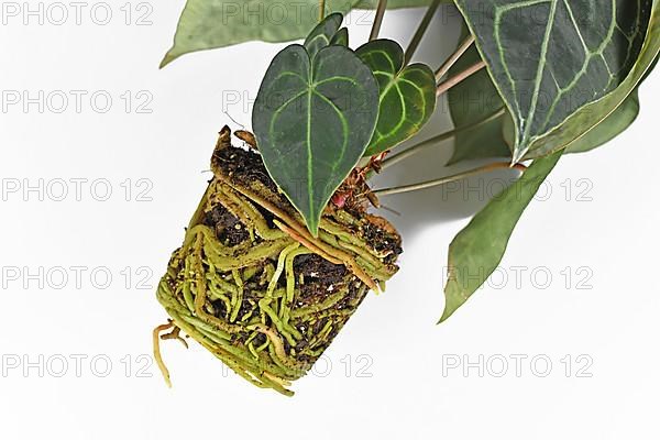 Thick roots in soil shaped like pot of Anthurium houseplant on white background