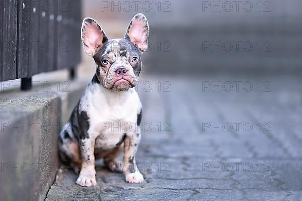 Young blue merle tan French Bulldog dog