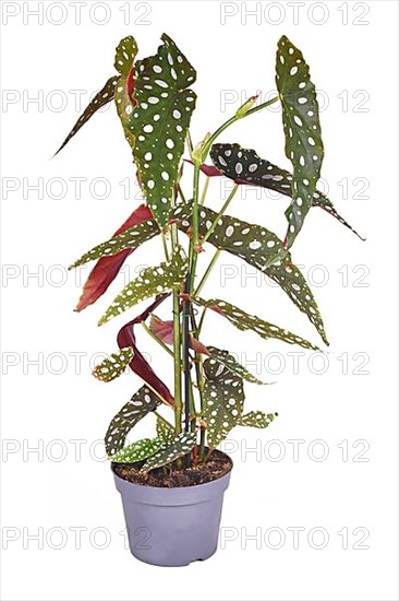 Tall 'Begonia Maculata' houseplant with white dots in flower pot on white background