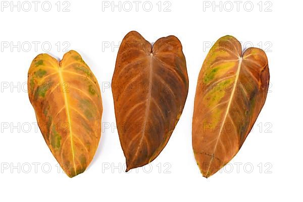 Three yellow withered leaves of 'Philodendron Melanochrysum' houseplant on white background