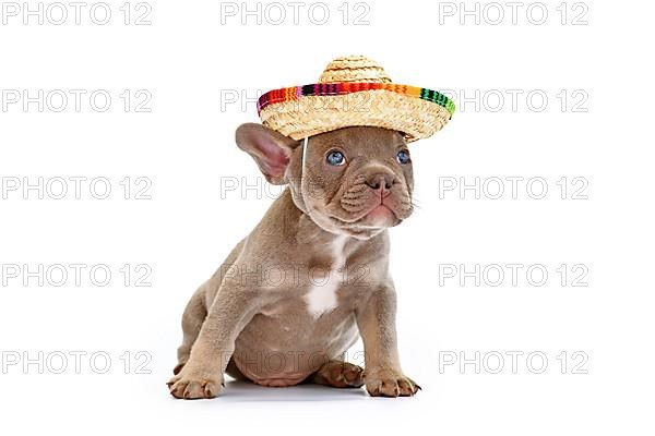 French Bulldog dog puppy with summer straw hat on white background