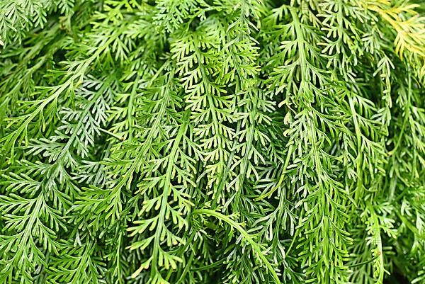 Rue leaved Spleenwort plant. Botanic name 'Asplenium Prolongatum'