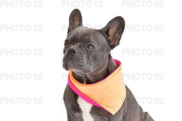 French Bulldog dog with wearing orange neckerchief on white background