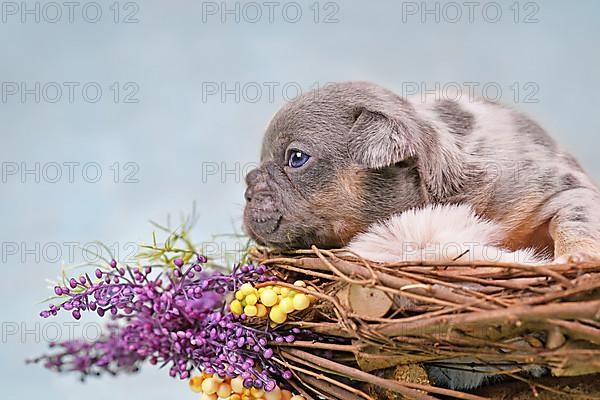 Merle tan French Bulldog dog puppy in animal nest decorated with flowers