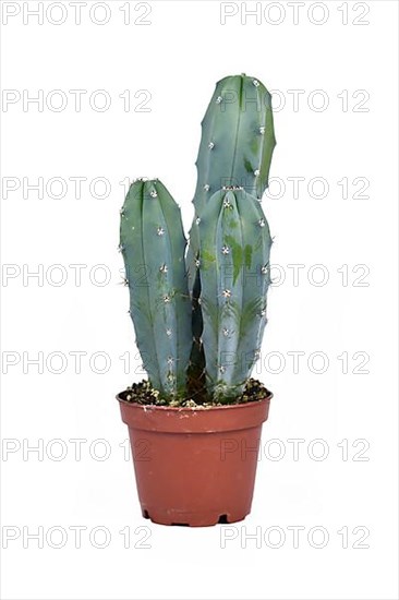 Bluish Cactus