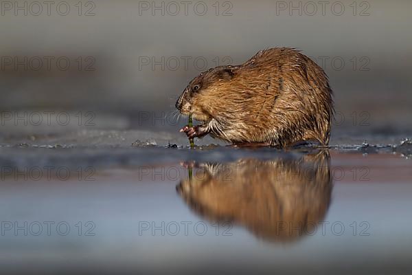 Muskrat