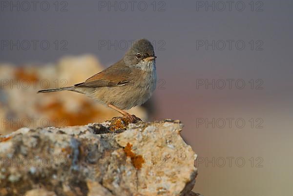 Spectacled warbler