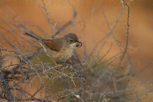 Spectacled warbler