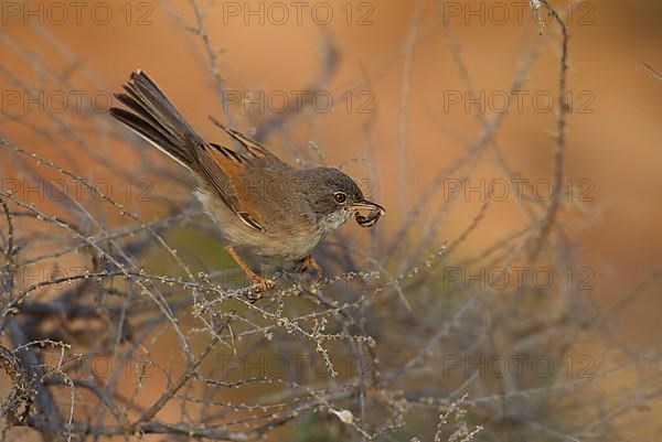 Spectacled warbler