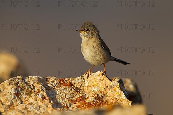 Spectacled warbler