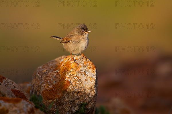 Spectacled warbler