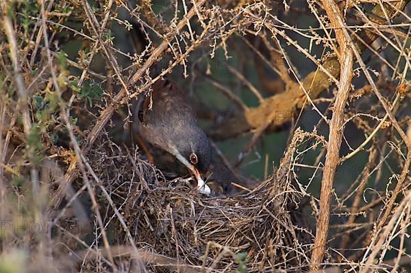 Spectacled warbler