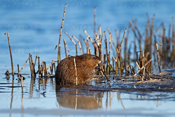 Muskrat