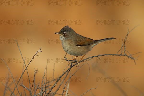 Spectacled warbler