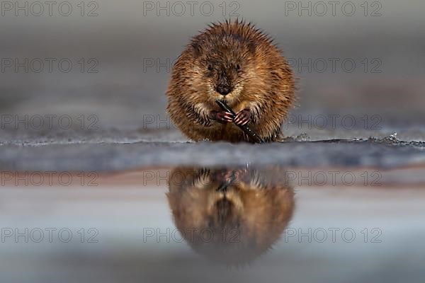 Muskrat