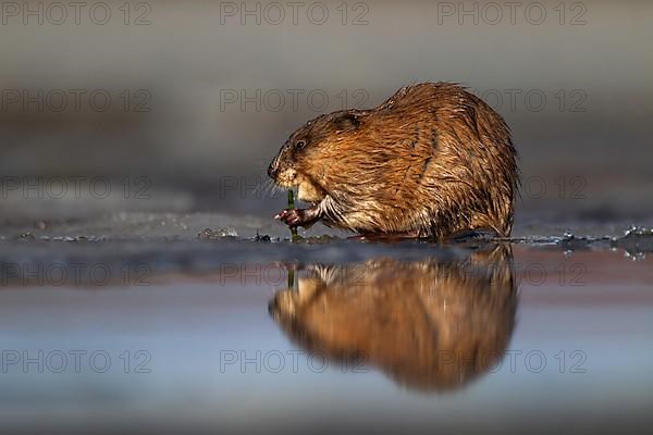 Muskrat