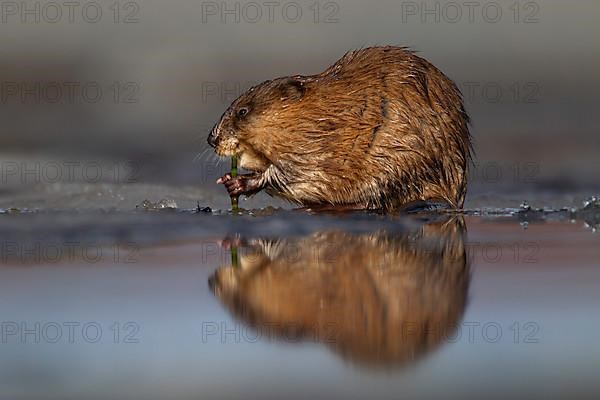 Muskrat