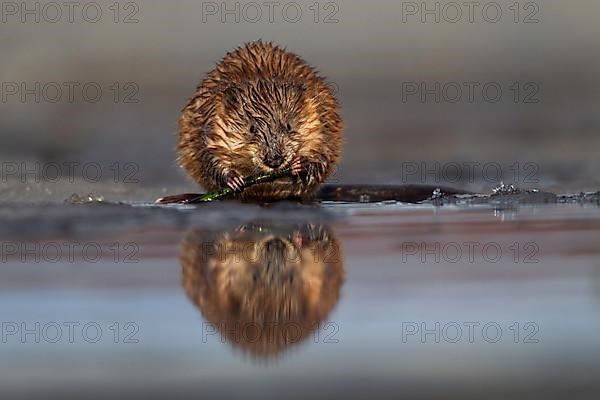 Muskrat