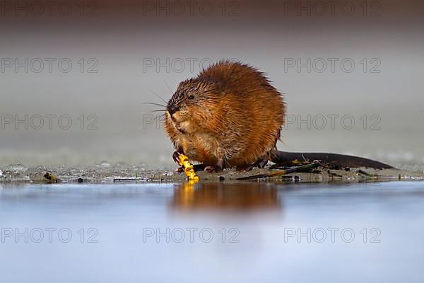 Muskrat