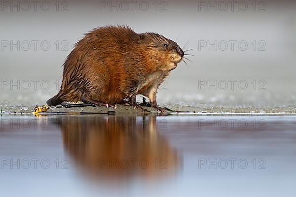 Muskrat