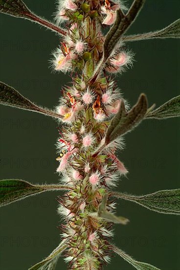 Motherwort