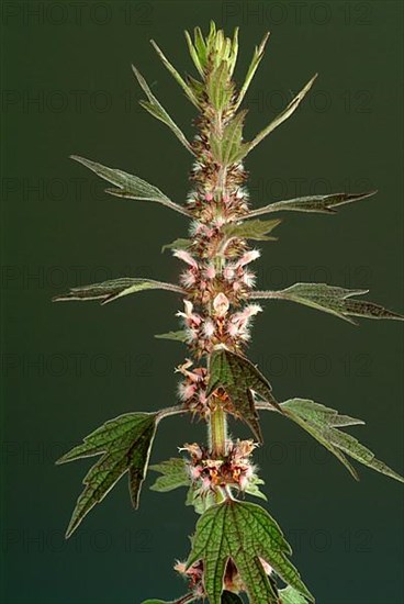 Motherwort