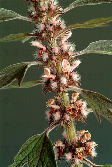 Motherwort