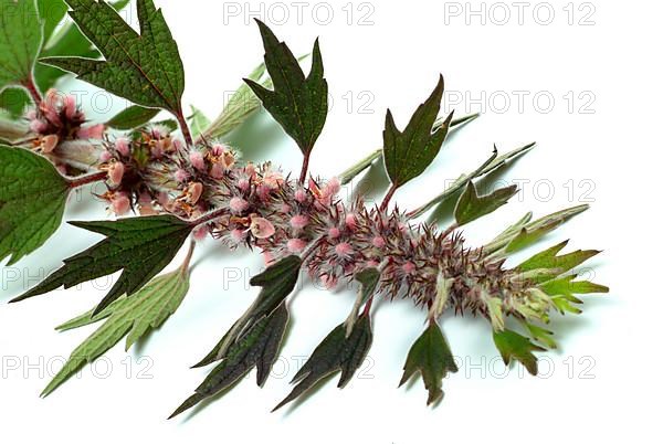 Motherwort