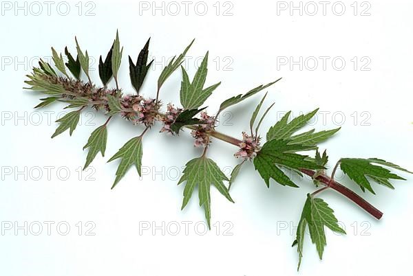 Motherwort